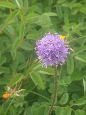 photo of Devil's Bit Scabious