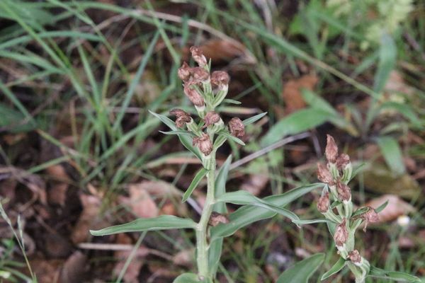 photo of White Helleborine