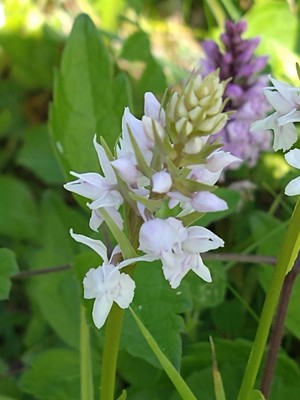 photo of Common Spotted Orchid