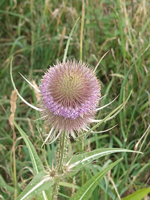 photo of Teasel