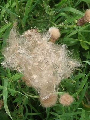 photo of Creeping Thistle