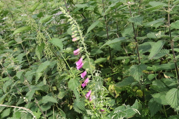 photo of Foxglove