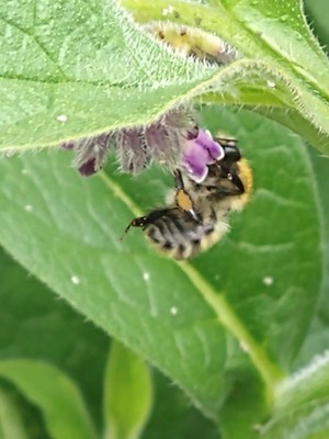 photo of Common Comfrey