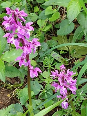 photo of Early Purple Orchid