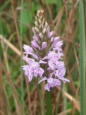 photo of Common Spotted Orchid
