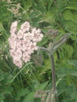 photo of Hogweed