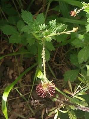 photo of Wood Avens