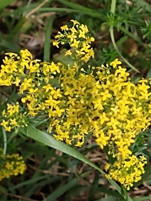 photo of Lady's Bedstraw
