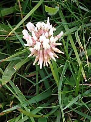 photo of White Clover