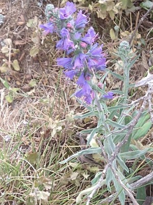 photo of Vipers Bugloss