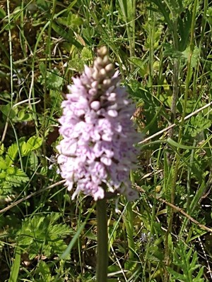 photo of Common Spotted Orchid