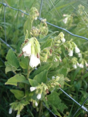 photo of White Comfrey