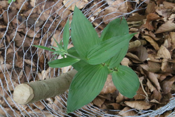 photo of Broad Leaved Helleborine