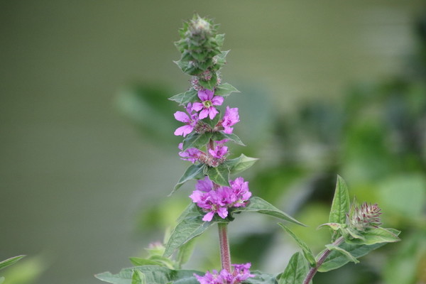 photo of Purple Loosestrife