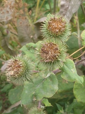 photo of Lesser Burdock