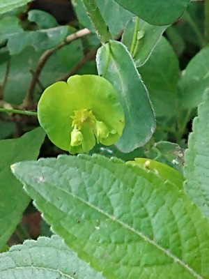 photo of Wood Spurge