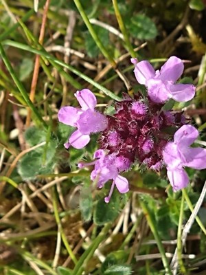 photo of Wild Thyme