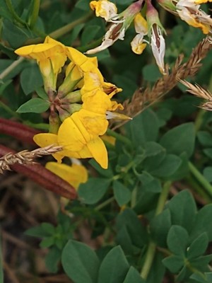 photo of Bird's Foot Trefoil