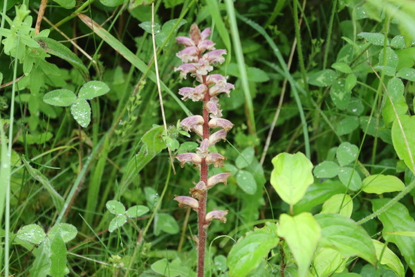 photo of Common Broomrape