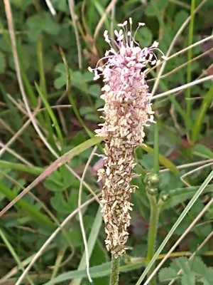 photo of Hoary Plantain
