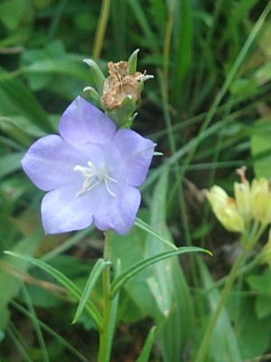 photo of Peach Leaved Bellflower