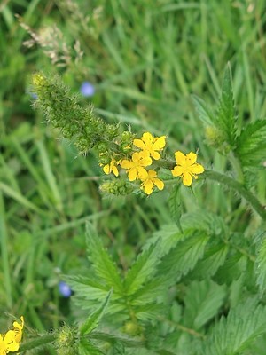 photo of Agrimony