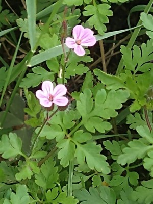 photo of Herb Robert