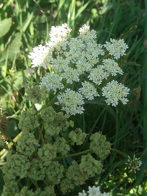 photo of Hogweed