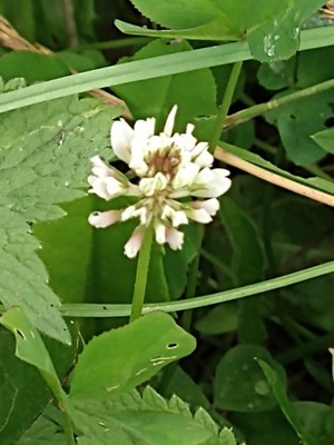 photo of White Clover