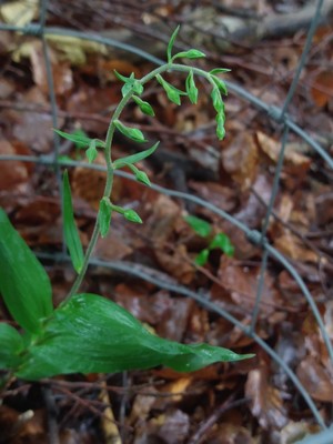 photo of Narrow Lipped Helleborine