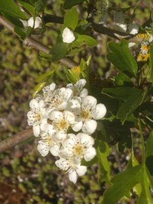 photo of Hawthorn
