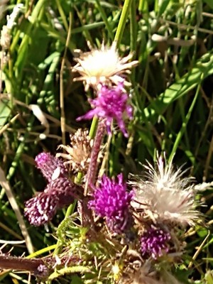 photo of Marsh Thistle