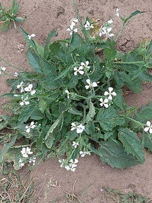 photo of Wild Radish