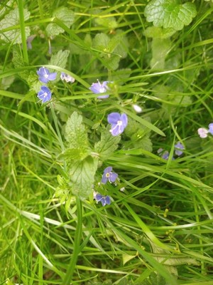 photo of Germander Speedwell