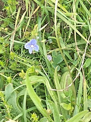 photo of Germander Speedwell