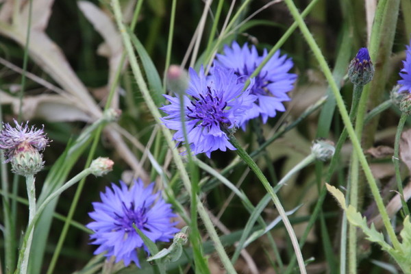 photo of Cornflower