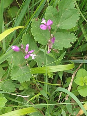 photo of Common Milkwort