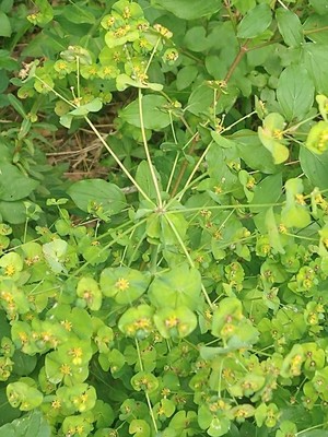 photo of Wood Spurge