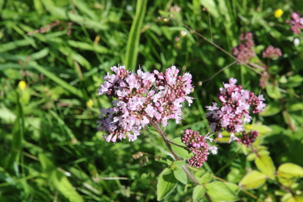 photo of Wild Marjoram