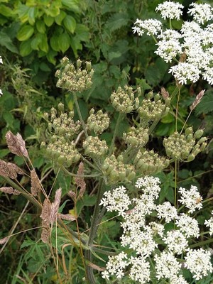 photo of Hogweed