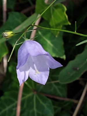 photo of Harebell