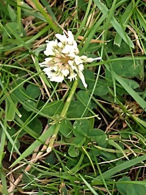 photo of White Clover