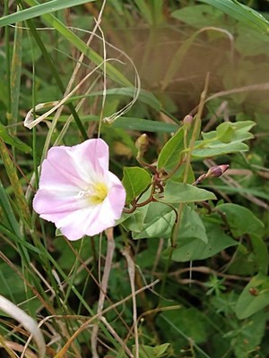 photo of Field Bindweed