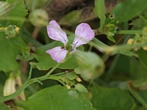 photo of Wild Radish