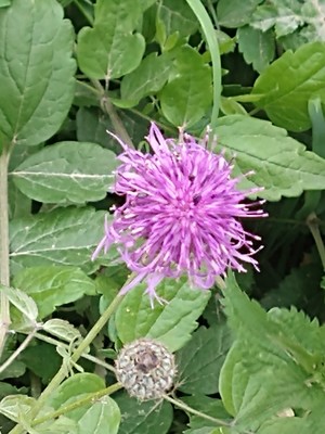 photo of Common Knapweed