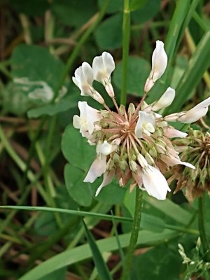 photo of White Clover