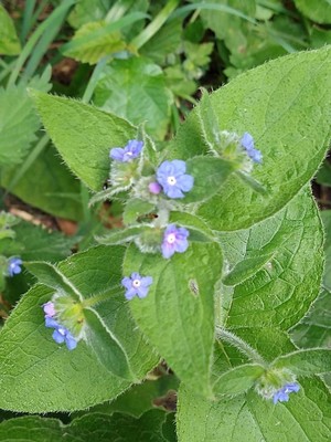 photo of Green Alkanet
