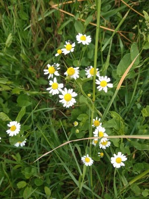 photo of Scented Mayweed