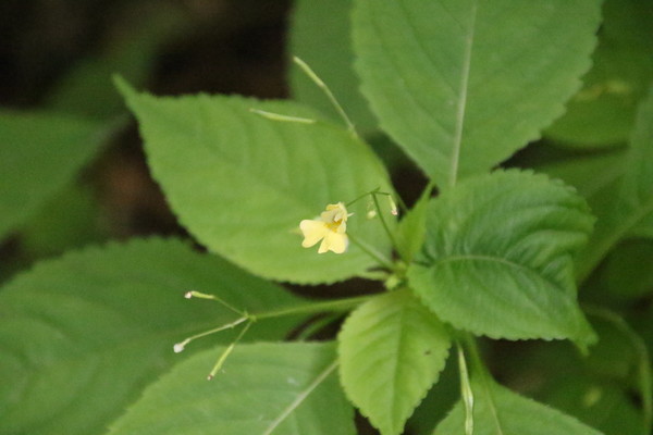photo of Small Balsam