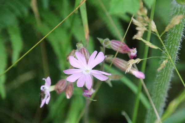 photo of Red Campion